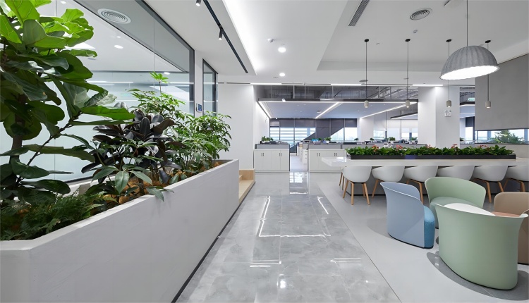 办公室绿植，打造活力办公空间